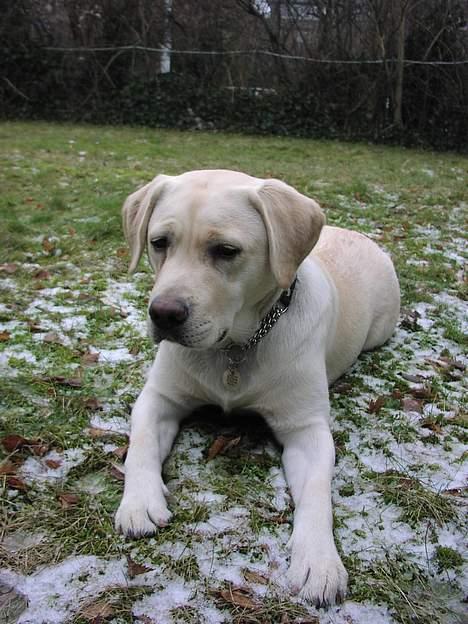 Labrador retriever Sandra ( Juni´s Laura) - Næsten 9 måneder billede 14