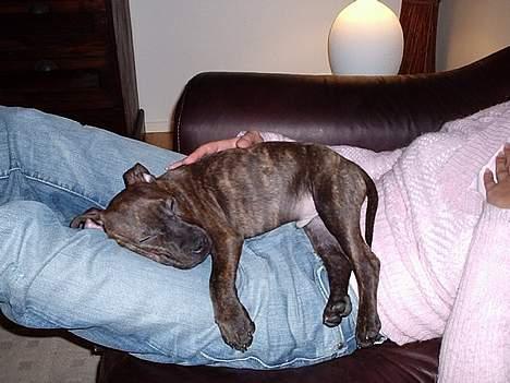 Staffordshire bull terrier "Zezar"   - (Baby Zezar)Tager lige en slapper hos mor... billede 7