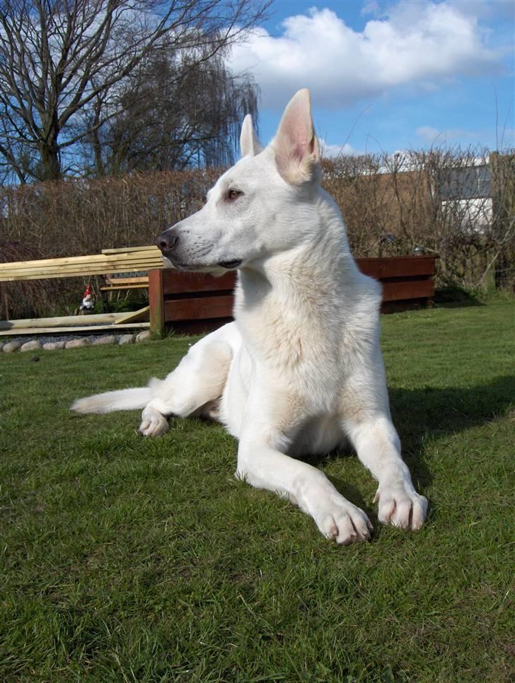 Hvid Schweizisk Hyrdehund Kappelgaards Tyson *RIP* - 16. april 08 billede 8