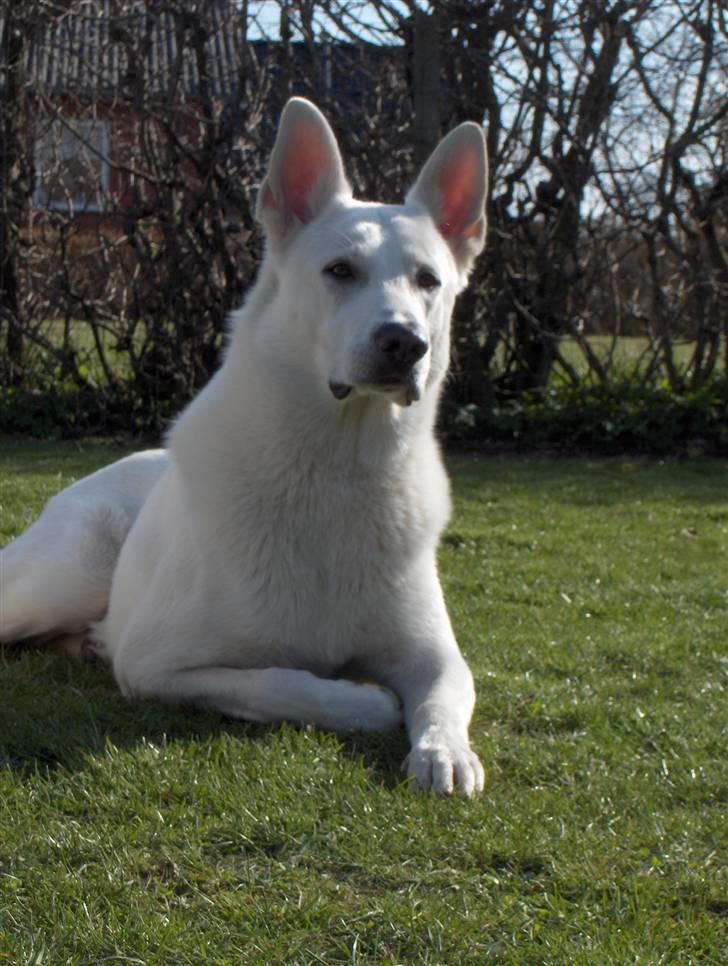 Hvid Schweizisk Hyrdehund Kappelgaards Tyson *RIP* - 16. april 08 billede 9