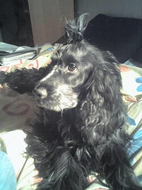 Cocker spaniel Rosa - Legede lidt :b billede 3