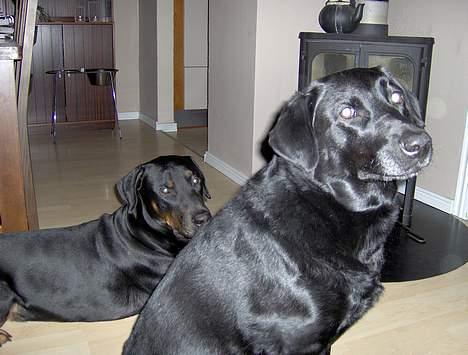 Labrador retriever Scully -  R.I.P - Hygger lige med brormand. billede 8