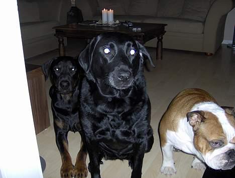 Labrador retriever Scully -  R.I.P - Max, Scully og Pumba. billede 9