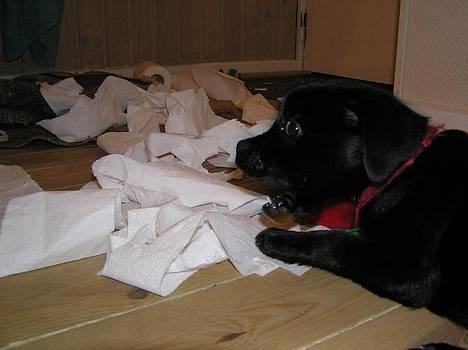 Blanding af racer Miss - Det var ikke mig mor... det var far...... billede 17