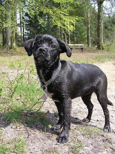 Blanding af racer Miss - om jeg kan lide at svømme?? orrrk ja! billede 18