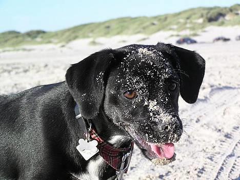 Blanding af racer Miss - sand... hvor?! billede 20