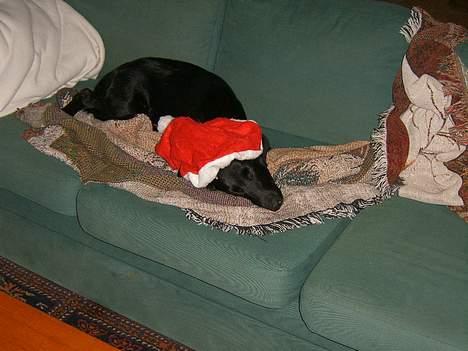 Flat coated retriever J-J billede 9