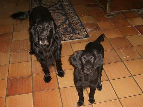 Flat coated retriever J-J billede 10