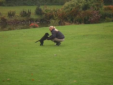 Flat coated retriever J-J billede 11