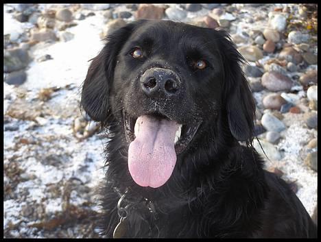 Blanding af racer Zaco - Feb. 07 billede 1