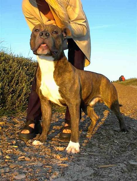 Amerikansk staffordshire terrier Spirit - Boleskine´s Bravissimo -Spirits far.. billede 18