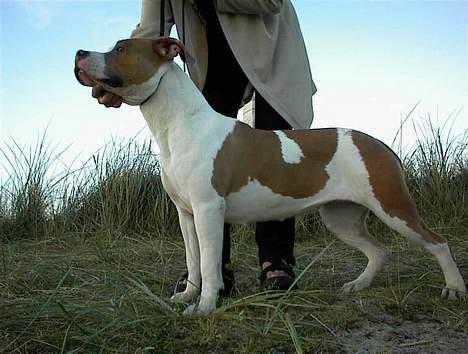 Amerikansk staffordshire terrier Spirit - Ballroom Interceptor Sensation -Spirits mor.. billede 19