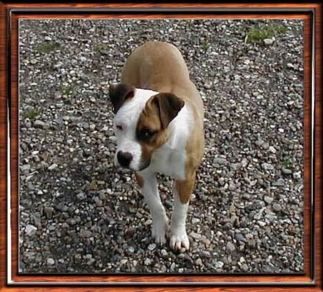 Amerikansk staffordshire terrier Spirit - Fandt lige et ældre billede fra 2001 hvor hun er en fin unghund.. billede 20