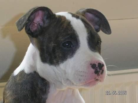 Blanding af racer Freja - Jeg ignorere kameraet! billede 8