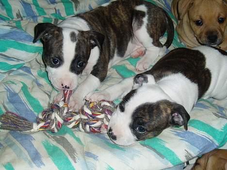 Blanding af racer Freja - Mig med søster Karla :O) billede 9