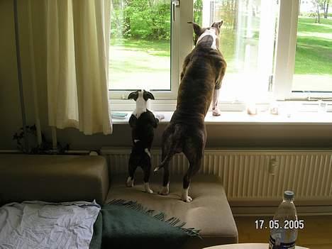 Blanding af racer Freja - Storesøster gør det, så skal jeg oz... billede 10