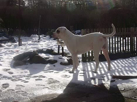 Amerikansk bulldog Viggo billede 5