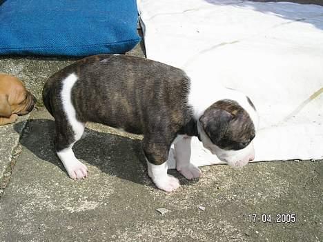 Blanding af racer Freja - Uuuh, det er koldt her i solen... billede 11