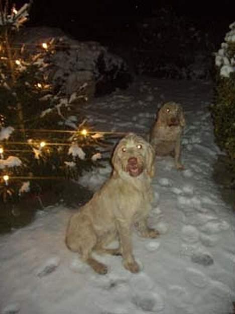 Spinone Evi - Evi, og i baggrunden er vores gamle hund Luna, som vi desværre måtte aflive sommeren 2004, da hun var gammel og syg.. Men også en dejlig spinone.. billede 11