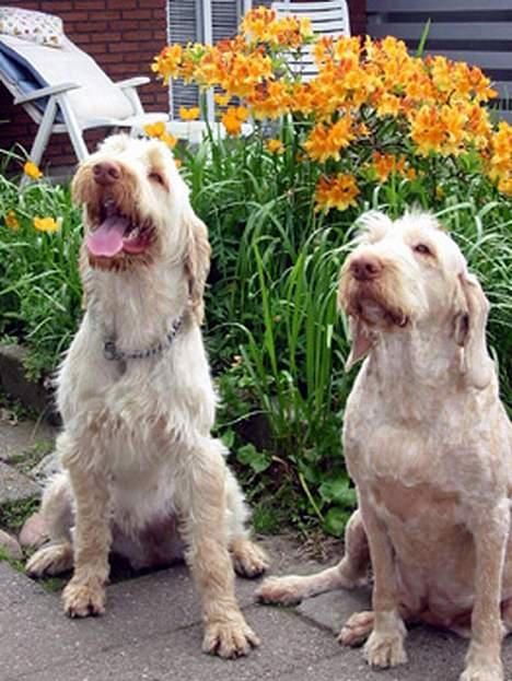 Spinone Evi - Evi og Luna- dejlige hunde.. billede 12