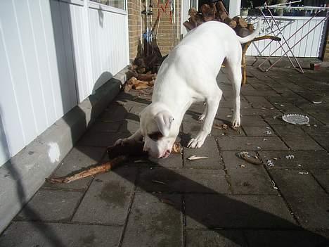 Amerikansk bulldog Viggo billede 6