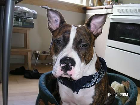 Amerikansk staffordshire terrier Bella - Med charmeklud :O) billede 15