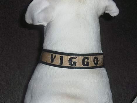 Amerikansk bulldog Viggo billede 7
