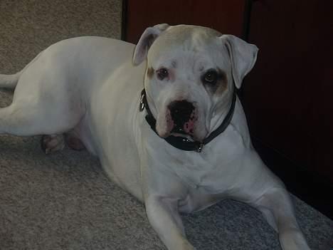 Amerikansk bulldog Viggo billede 8