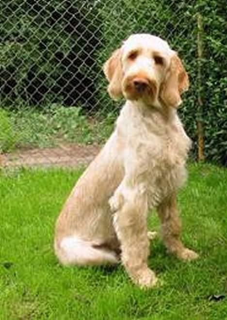 Spinone Evi - LIlle frække hund, se hvor fræk hun ser ud :) billede 13