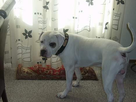 Amerikansk bulldog Viggo billede 9