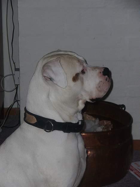 Amerikansk bulldog Viggo billede 10