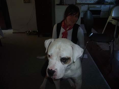 Amerikansk bulldog Viggo billede 11