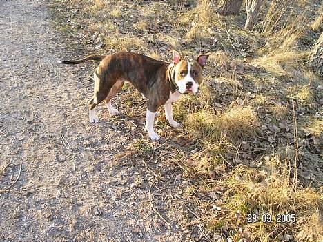 Amerikansk staffordshire terrier Bella - Dejligt at være ved fårefolden, men jeg skal passe på stødhegnet... billede 16