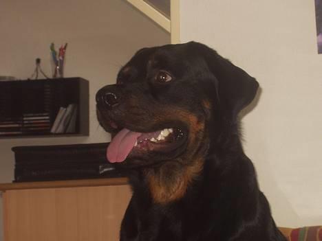 Rottweiler Shakur Kongen *Rip* - Hej.. jeg hedder Shakur og det her er min side billede 1