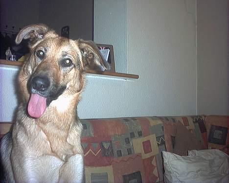 Blanding af racer Britney - Hva`mener du??? billede 2