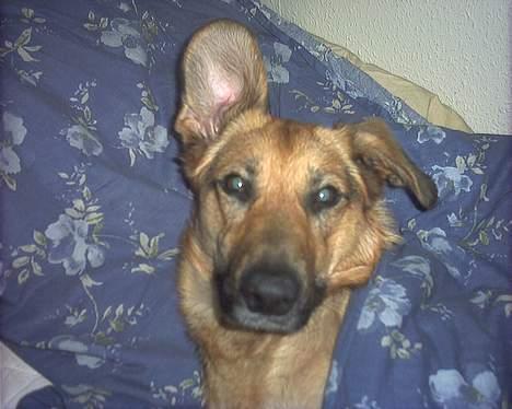 Blanding af racer Britney - Go`nat Ole billede 4