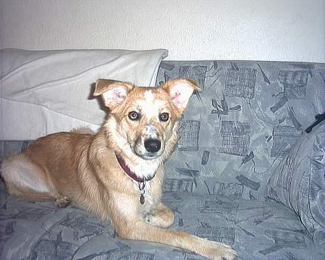 Blanding af racer Rica. billede 6