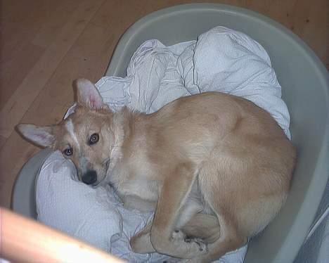 Blanding af racer Rica. billede 7