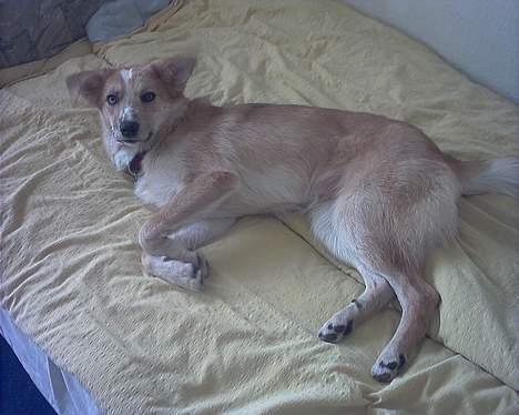 Blanding af racer Rica. billede 8