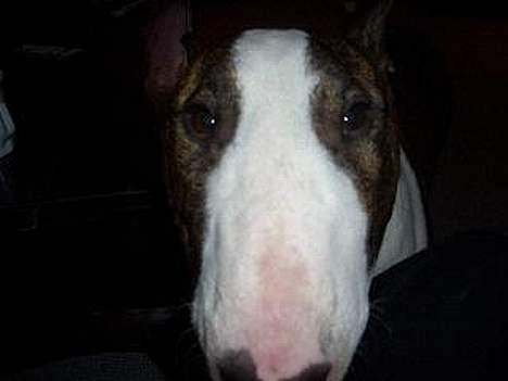 Bullterrier  Nemo  c",) - Gæt en hund ! billede 13