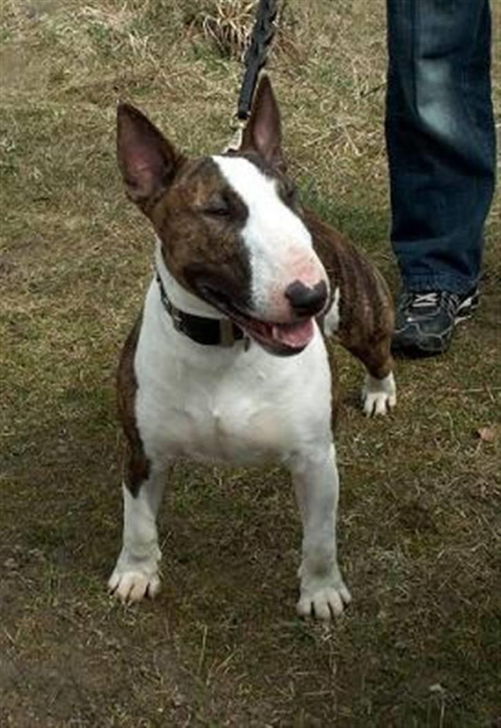 Bullterrier  Nemo  c",) - Jeg kan godt være lidt af en bøf ! billede 16