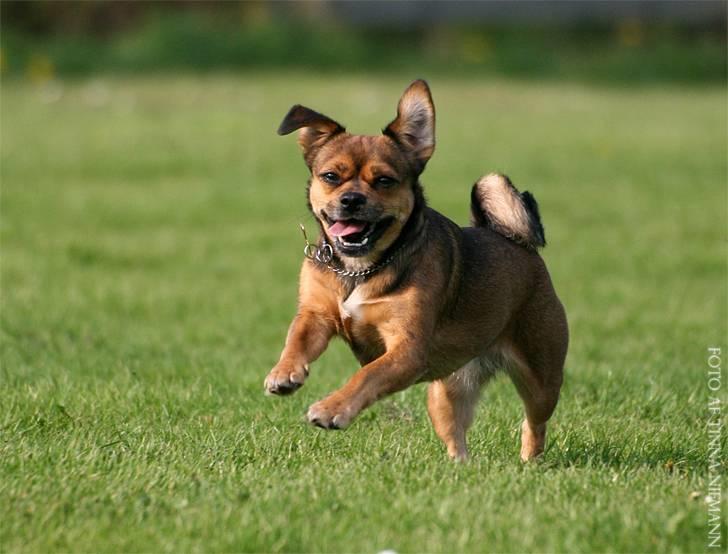 Blanding af racer Lilly - Hopla... billede 34