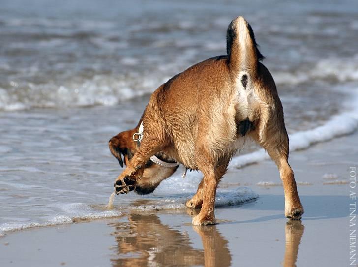 Blanding af racer Lilly - Aaad, det er vådt billede 35