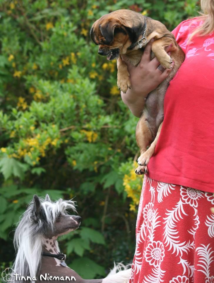 Blanding af racer Lilly - Drægtige Lilly er meget sur på Pascal som er meget forelsket *GG*  billede 36