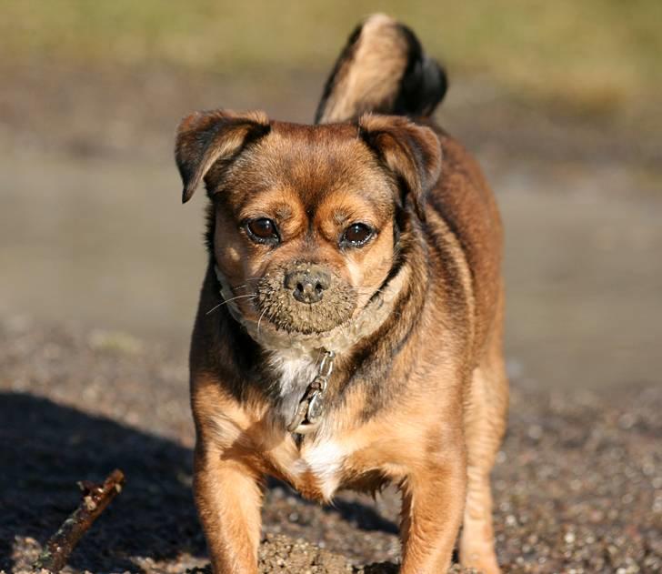 Blanding af racer Lilly - "Gir du et kys" - Lilly har været ved at lege lidt i mudder :P *5/3-11* billede 37