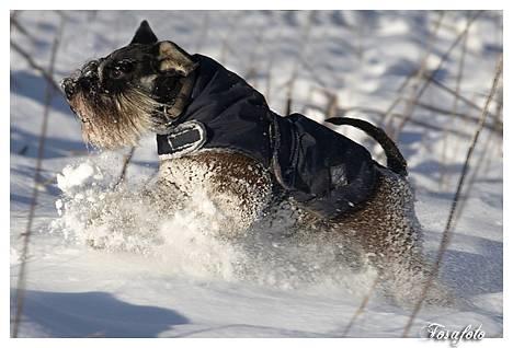 Dvaergschnauzer Sisse RIP-17.09.2010 - NYT 220107 billede 2