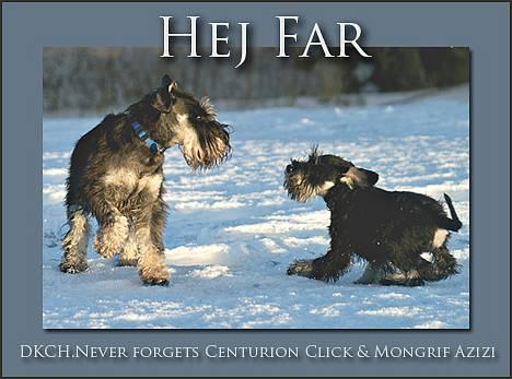 Dvaergschnauzer Sisse RIP-17.09.2010 billede 3