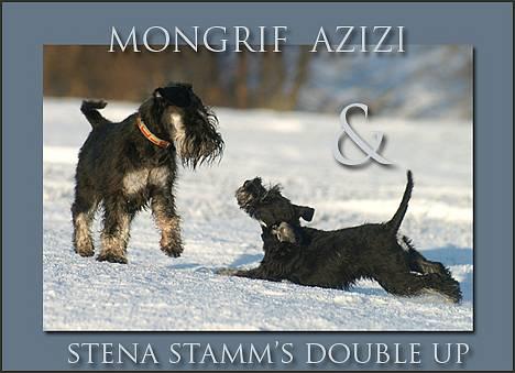 Dvaergschnauzer Sisse RIP-17.09.2010 billede 4