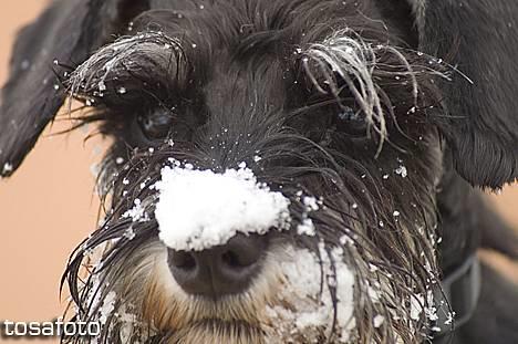 Dvaergschnauzer Sisse RIP-17.09.2010 - NYT 020306 billede 5