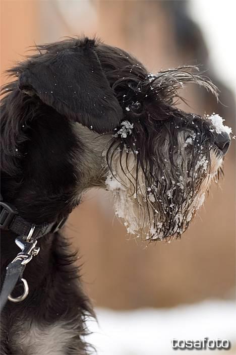 Dvaergschnauzer Sisse RIP-17.09.2010 - NYT 020306 billede 6